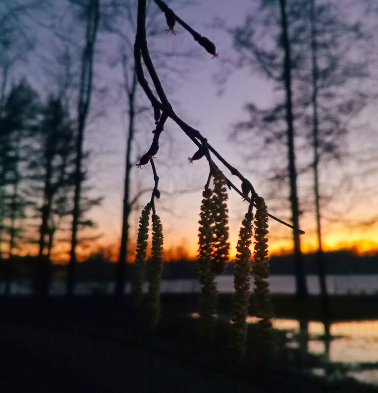 Орешник на закате - Сапсан 