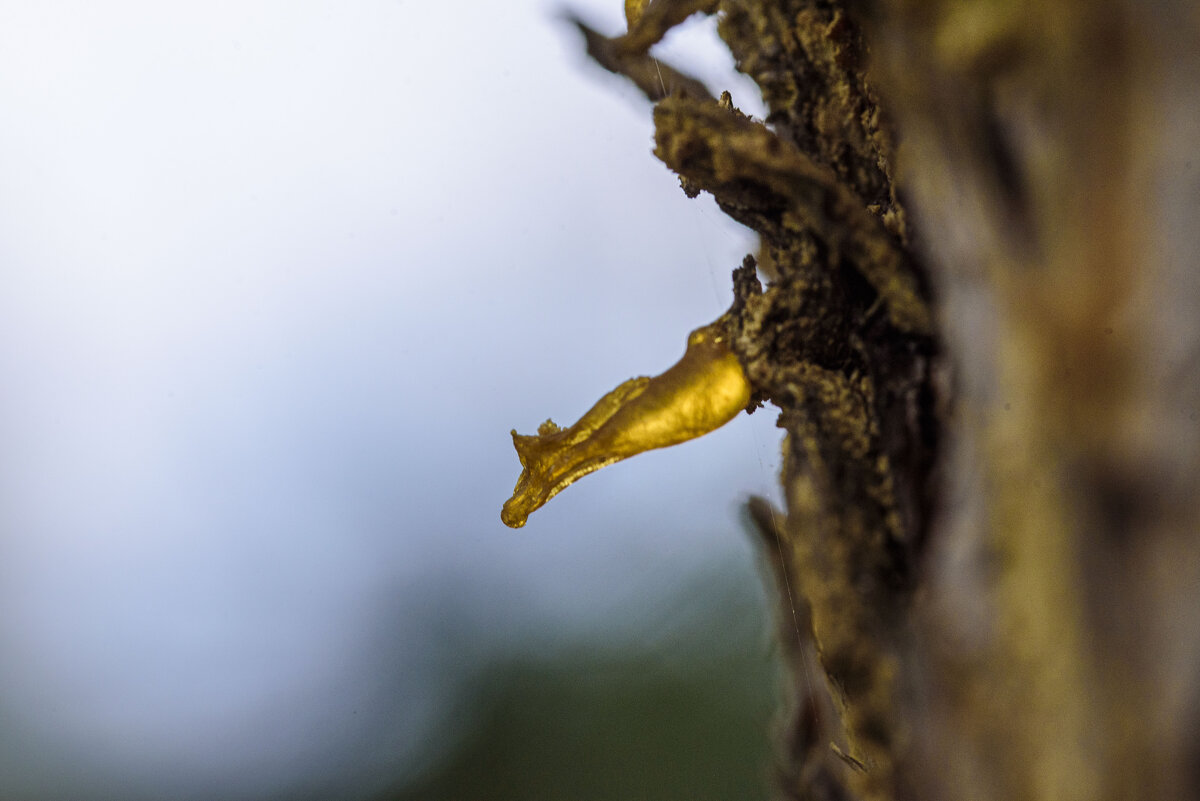 в любимом  парке - Осень 