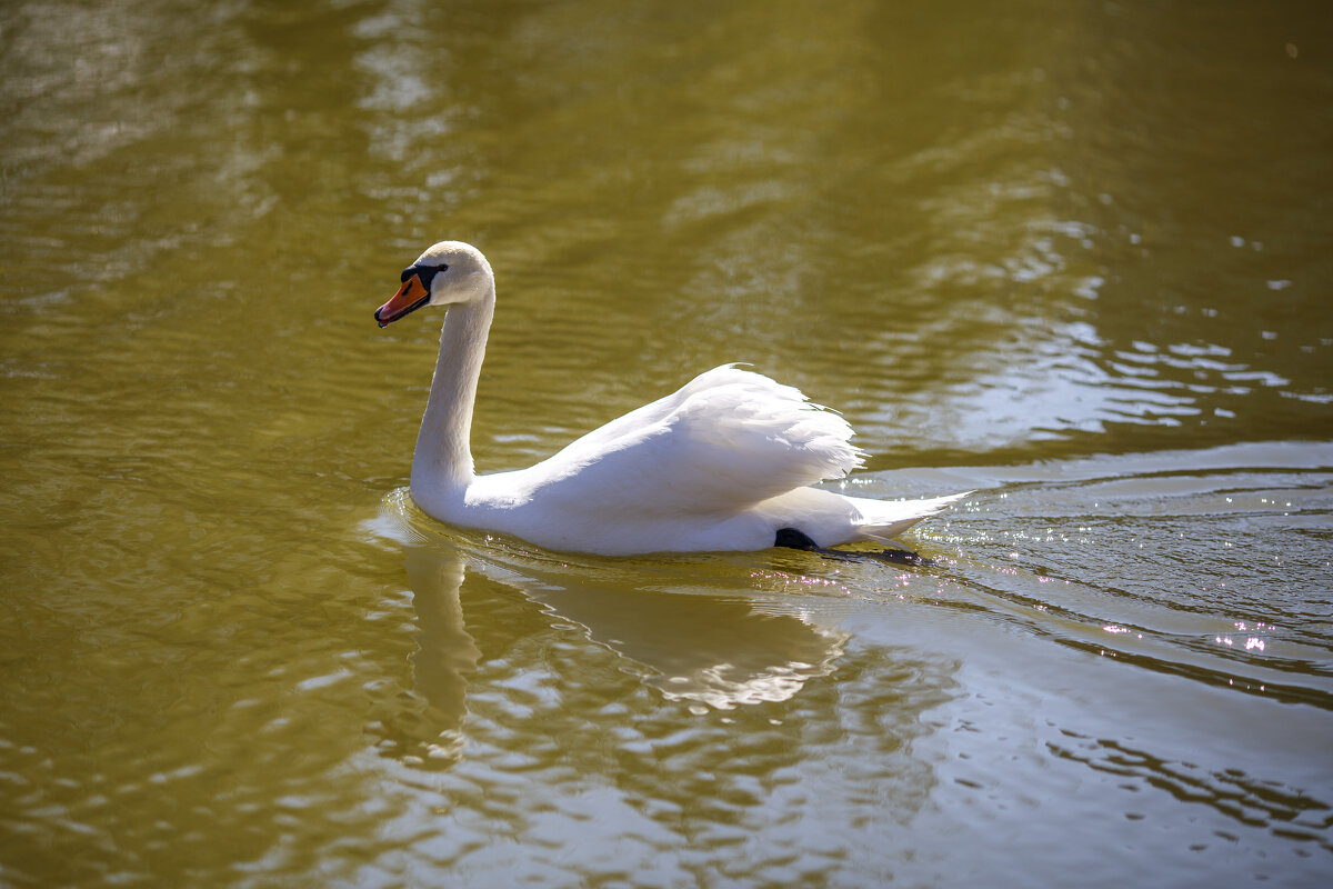 Лебединое... - Светлана Тихонина