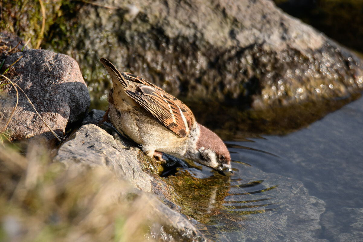 Полевой воробей утоляет жажду в Дворцовом парке Гатчины - Дарья Меркулова