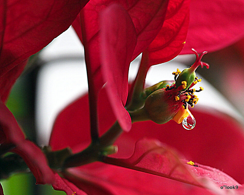 слеза - Олег Лукьянов