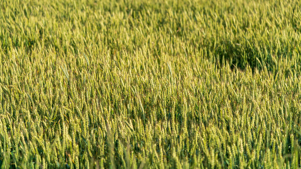 Середина лета - Владимир Лазарев