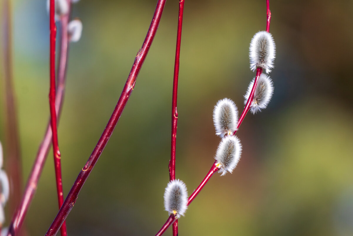 Верба цветёт. - Анатолий. Chesnavik. Верба цветёт. - Анатолий. Chesnavik.