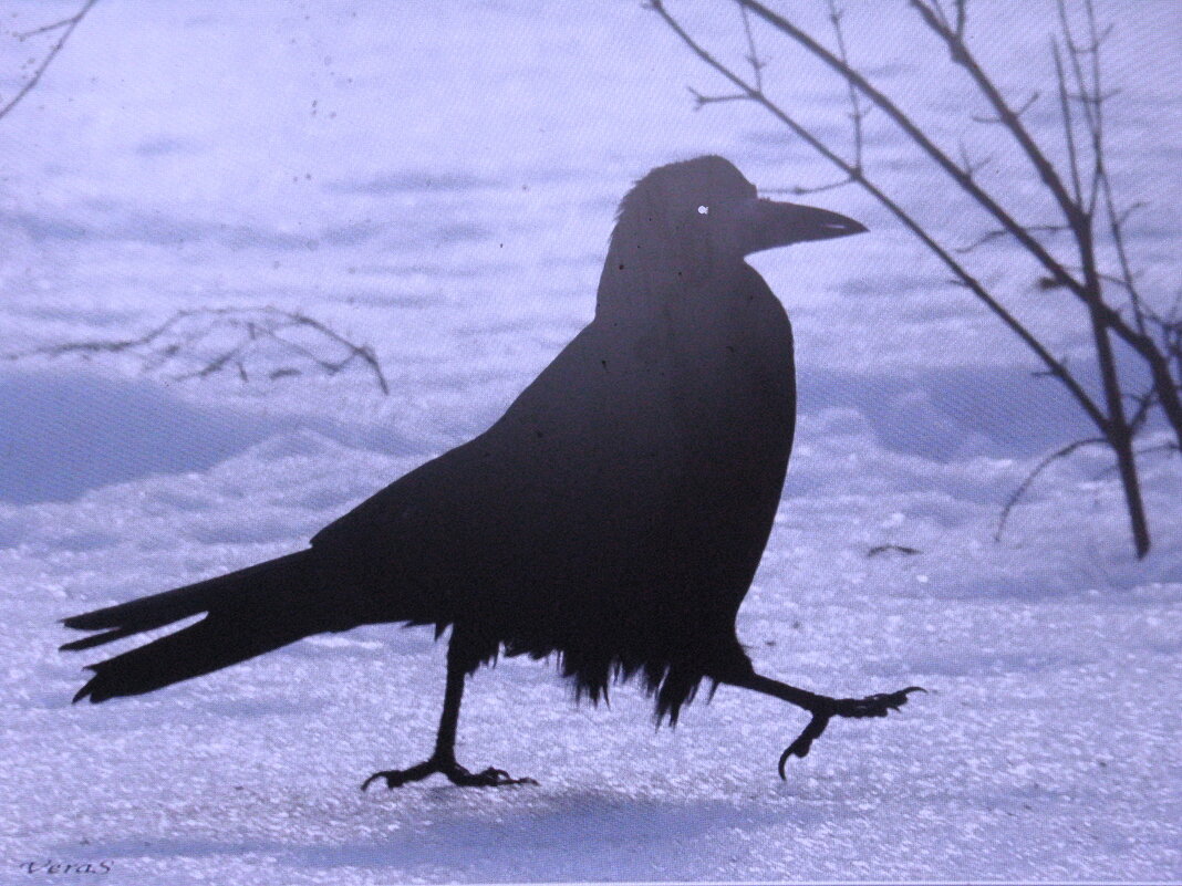 Грач прилетел - Людмила Смородинская