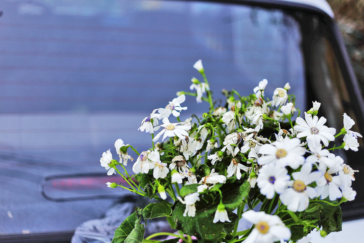 Цветы на авто - Юрий Гайворонскiий