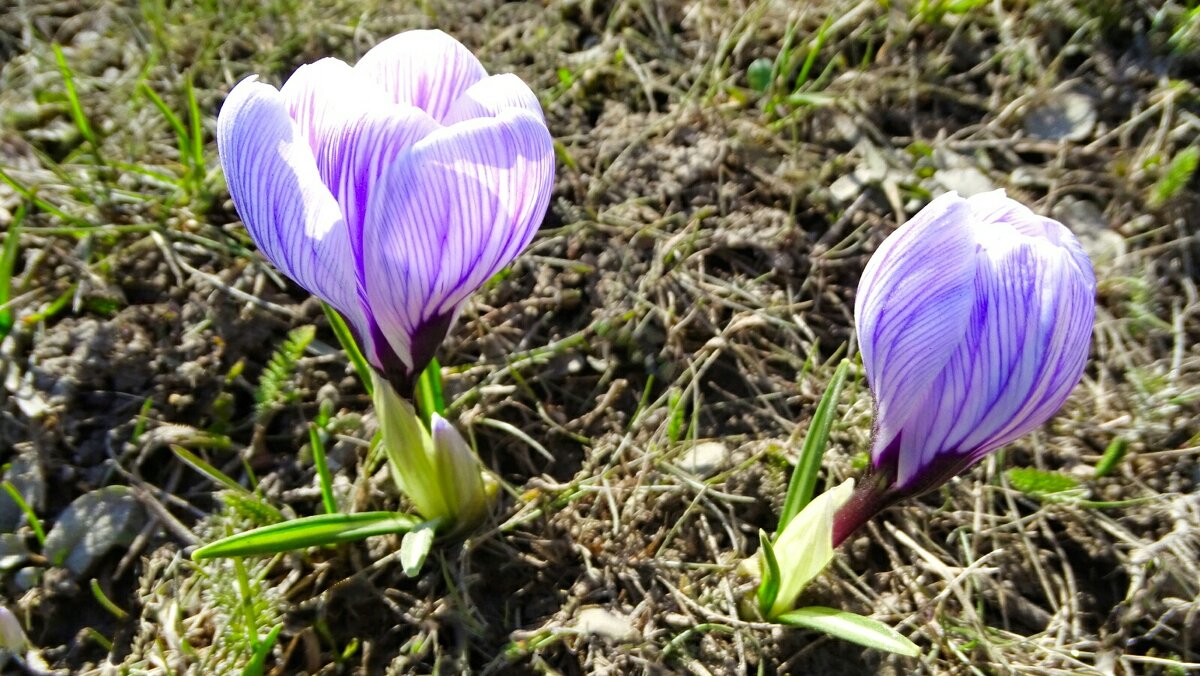 Городские цветы. - Милешкин Владимир Алексеевич Городские цветы. - Милешкин Владимир Алексеевич