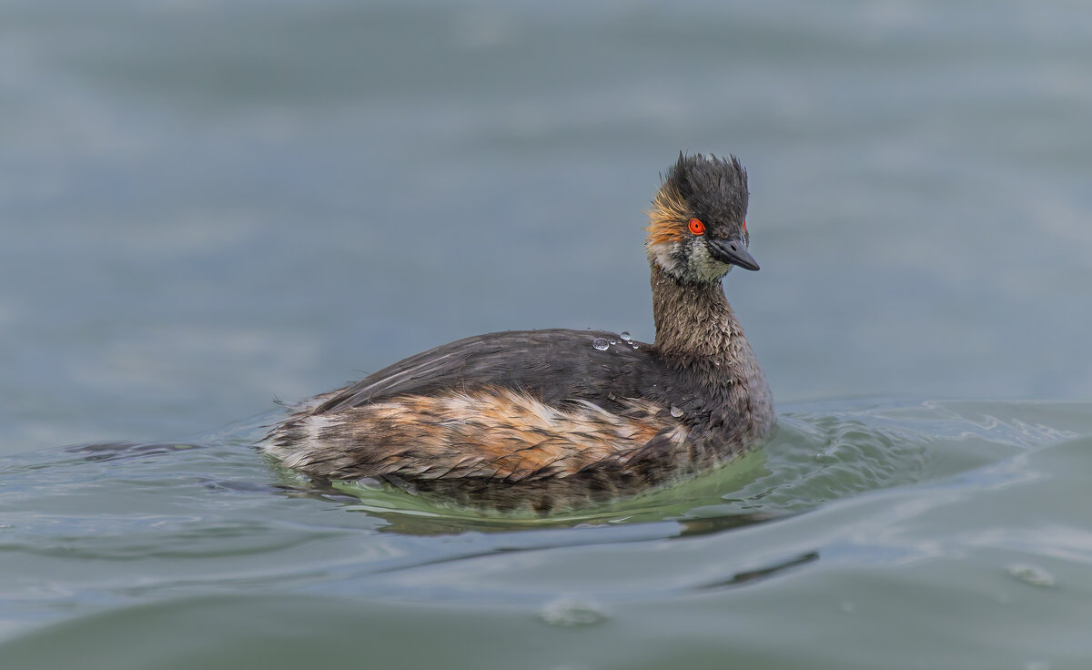 черношейная поганка.весна Лазоревское. - юрий макаров черношейная поганка.весна Лазоревское. - юрий макаров
