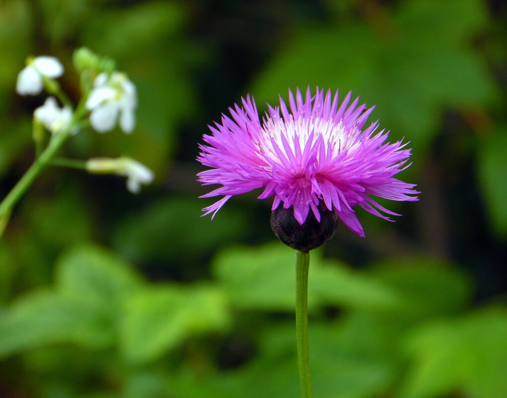 Василёк садовый. - nadyasilyuk Вознюк