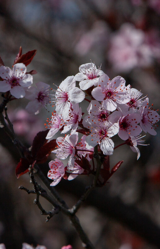 Какая-то вишня - Виктор Какая-то вишня - Виктор