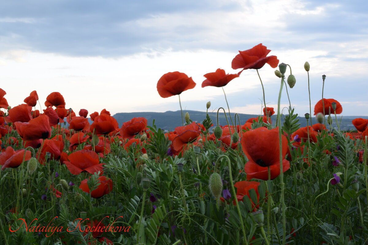 Природа Крыма - Изумительная Космея