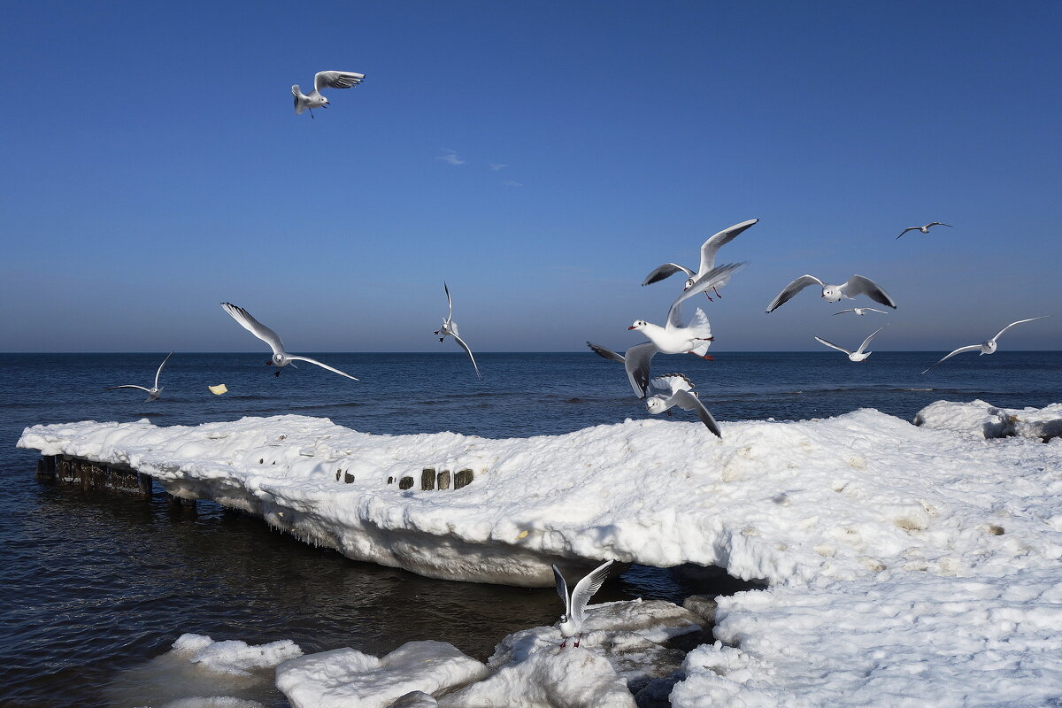 Чайки на море - Рита Симонова Чайки на море - Рита Симонова