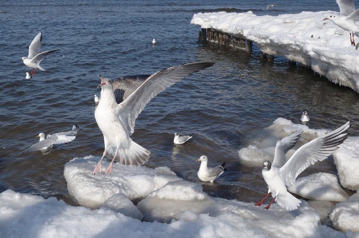 Чайки на море - Рита Симонова Чайки на море - Рита Симонова