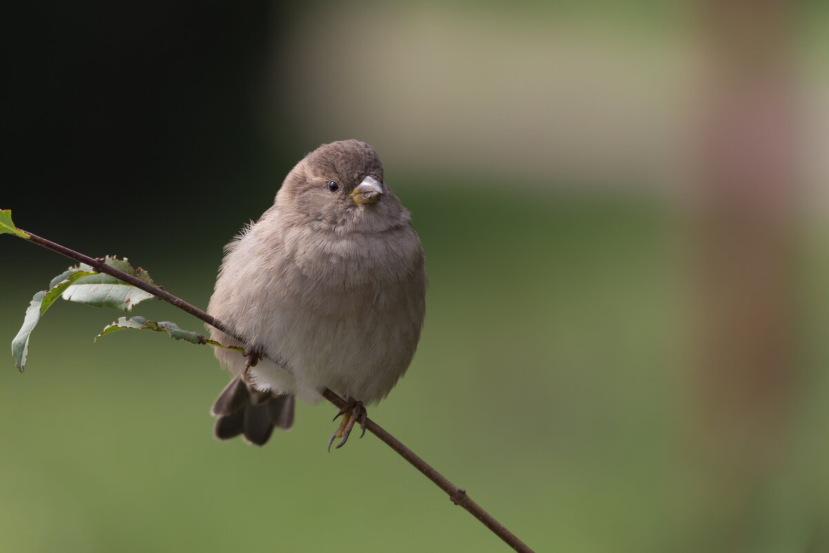 С днём воробья - Игорь Шевченко С днём воробья - Игорь Шевченко