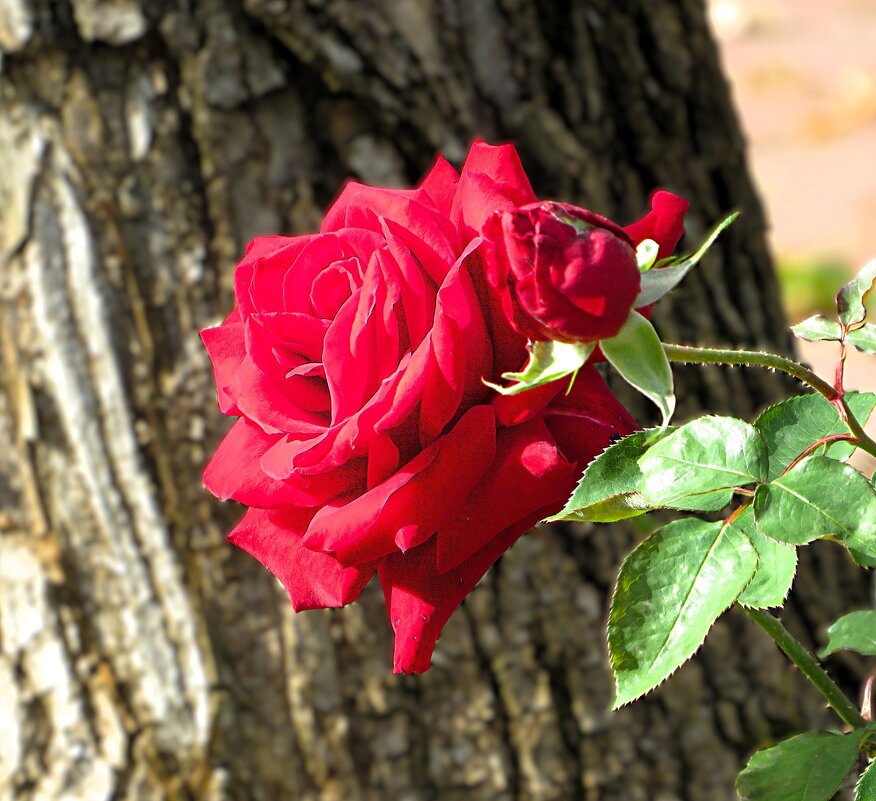 Роза алая - Лариса С.