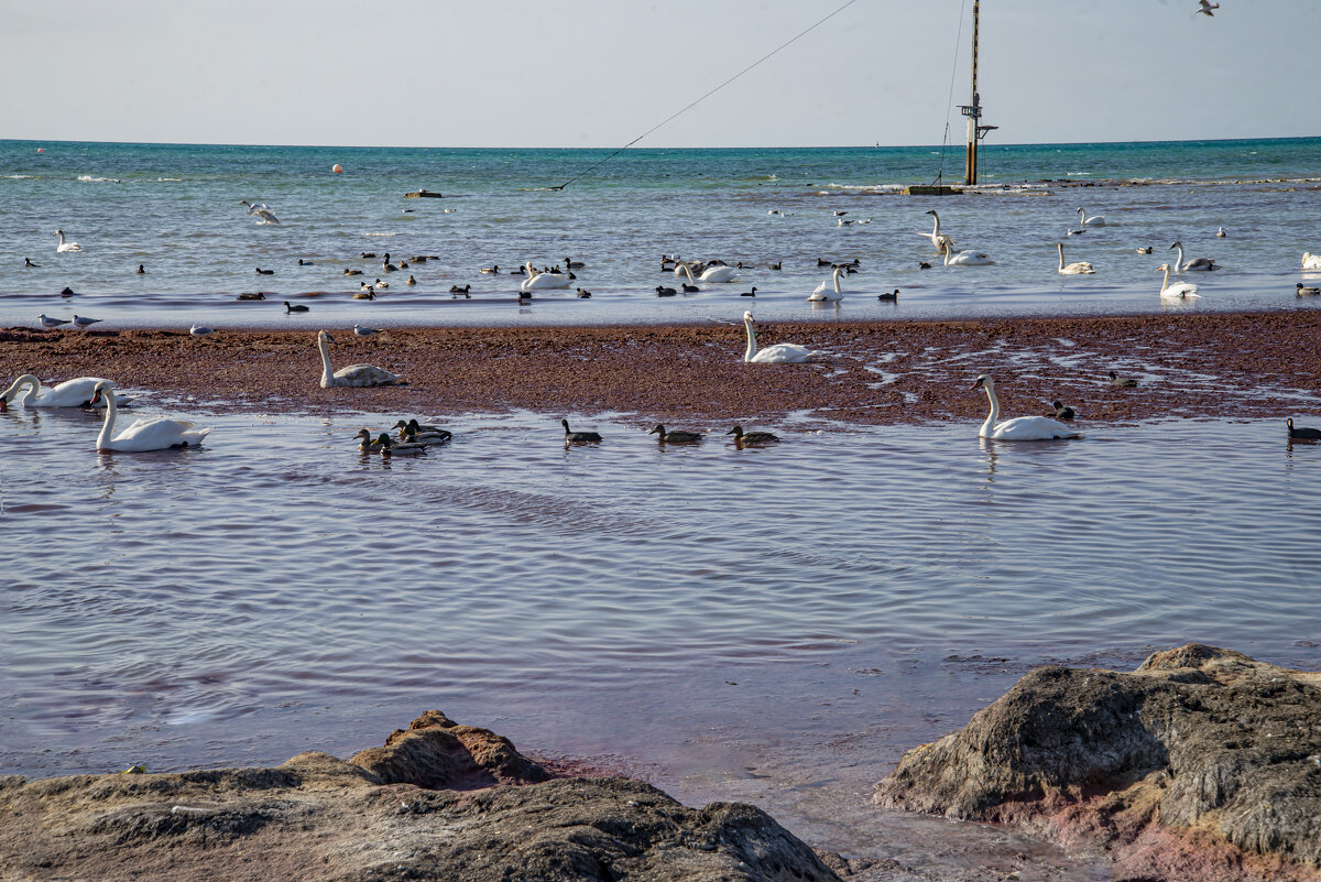 Каспий - Анатолий Чикчирный