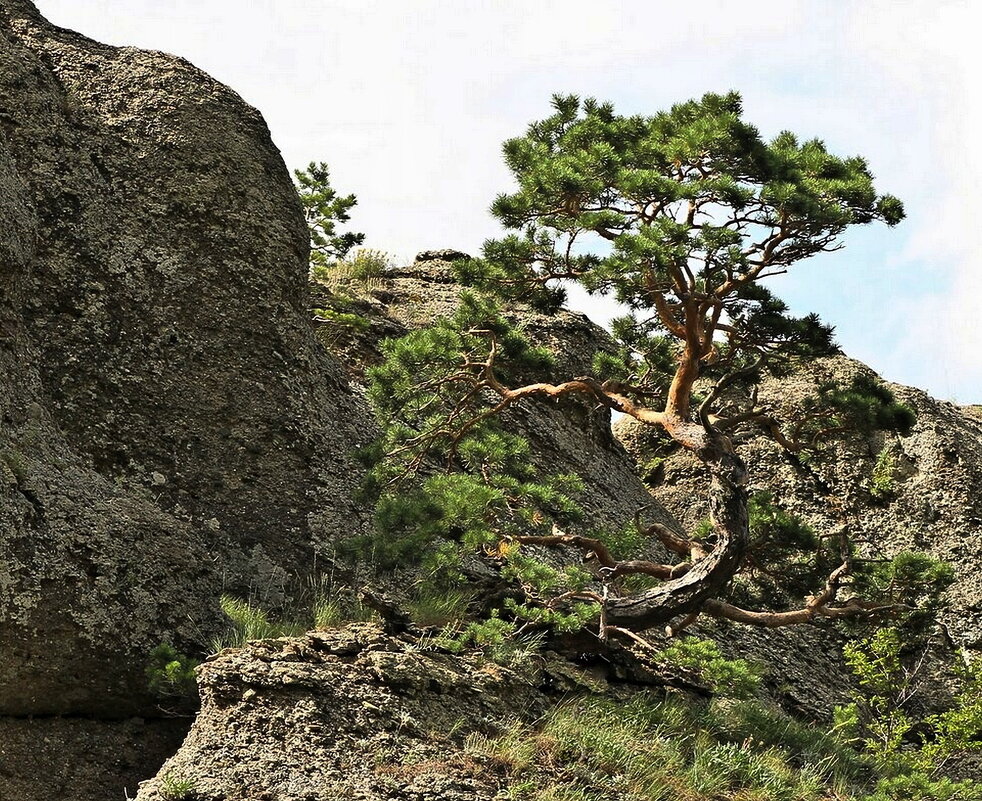...и на камнях растут деревья... - Александр Герасенков