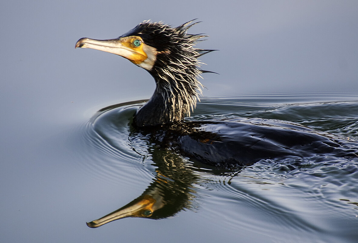 Красавчик - Андроник Александр 
