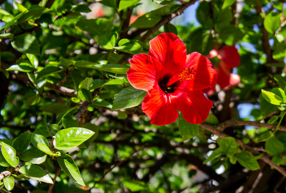 Китайская роза гибискус - Светлана SvetNika17 Китайская роза гибискус - Светлана SvetNika17