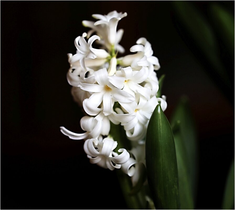 Белый распустился - ZNatasha - Белый распустился - ZNatasha -