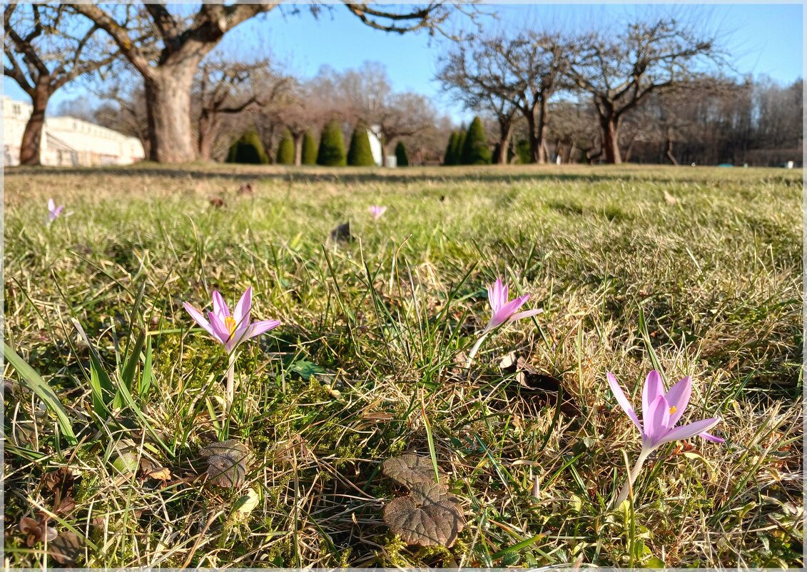 Цветение в марте. - Лия ☼ Цветение в марте. - Лия ☼