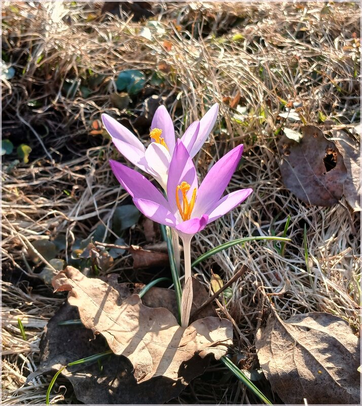 Прелестная пара - Лия ☼ Прелестная пара - Лия ☼