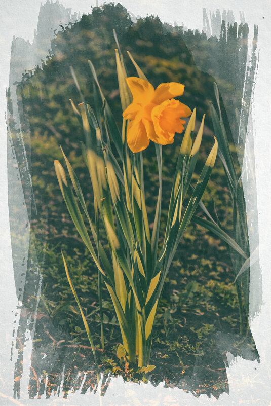 Нарцисс - Jakob Dick Нарцисс - Jakob Dick