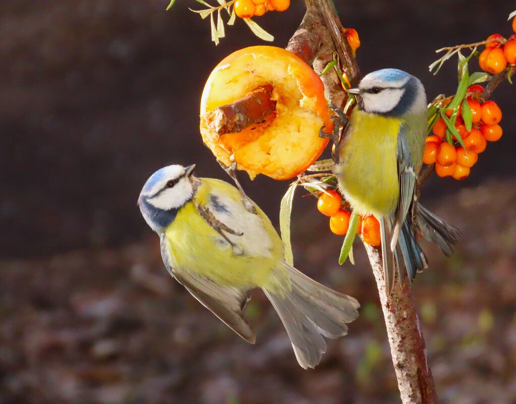 Лазоревки делят яблоко! - Ольга Митрофанова