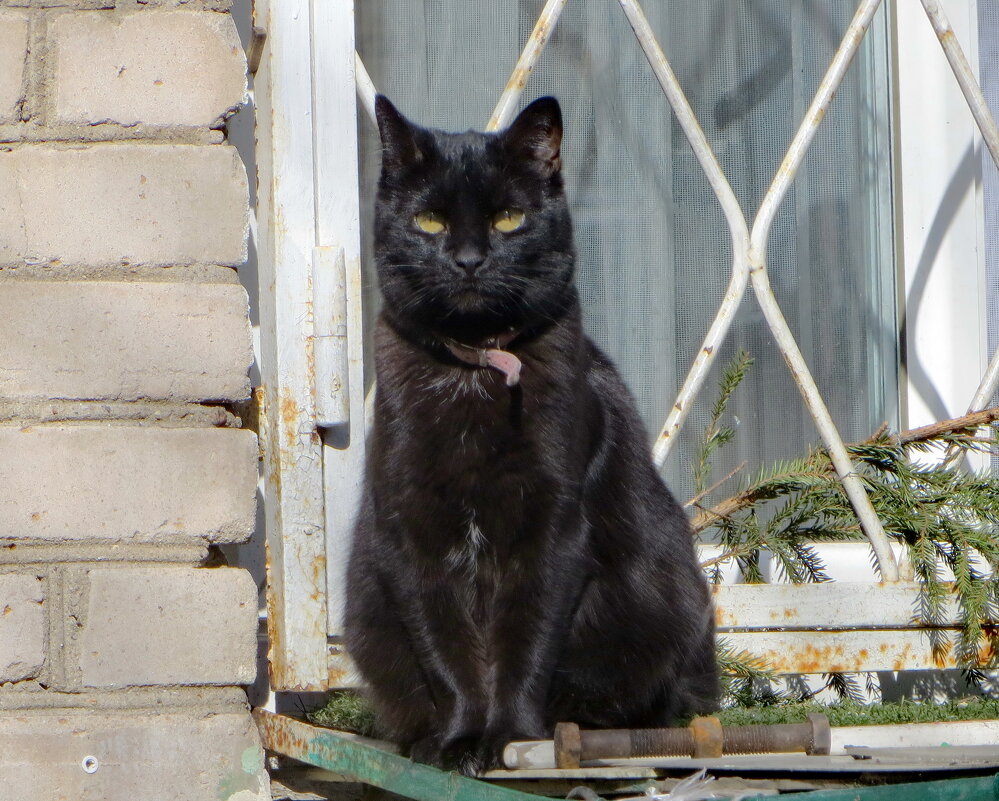 Подснежник - Александр Чеботарь