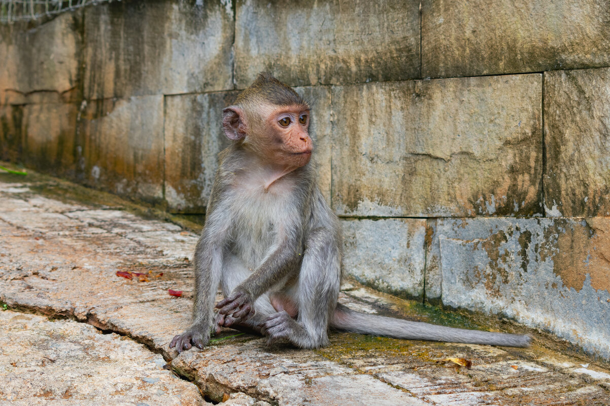 *** - Николай Чекалин *** - Николай Чекалин