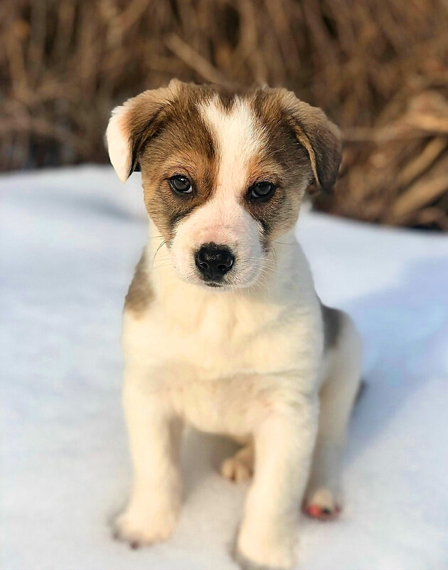 джек-рассел-терьер - Андрей Л. В. джек-рассел-терьер - Андрей Л. В.