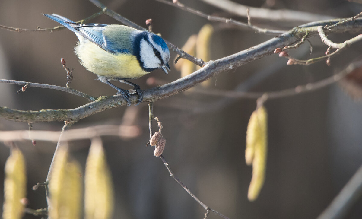 *** - Владимир Безбородов