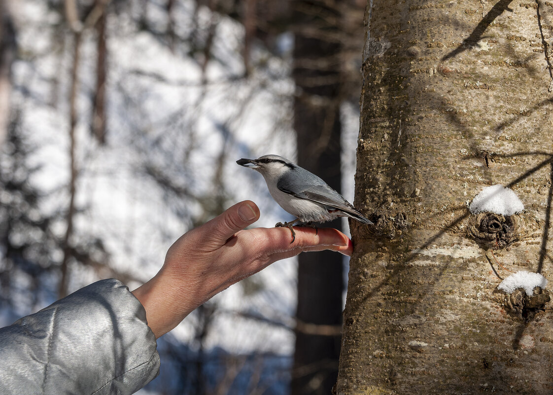 Обыкновенный поползень. - Вадим Басов Обыкновенный поползень. - Вадим Басов