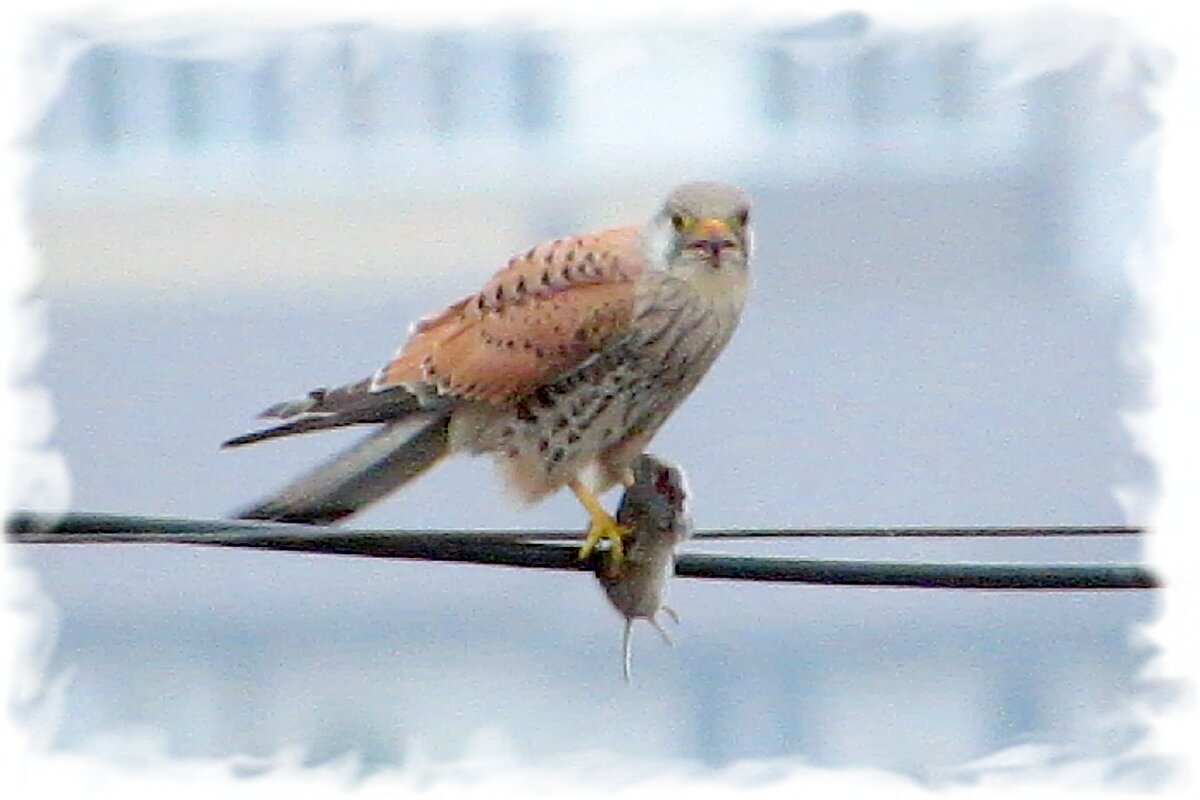 Трапеза - Сеня Белгородский
