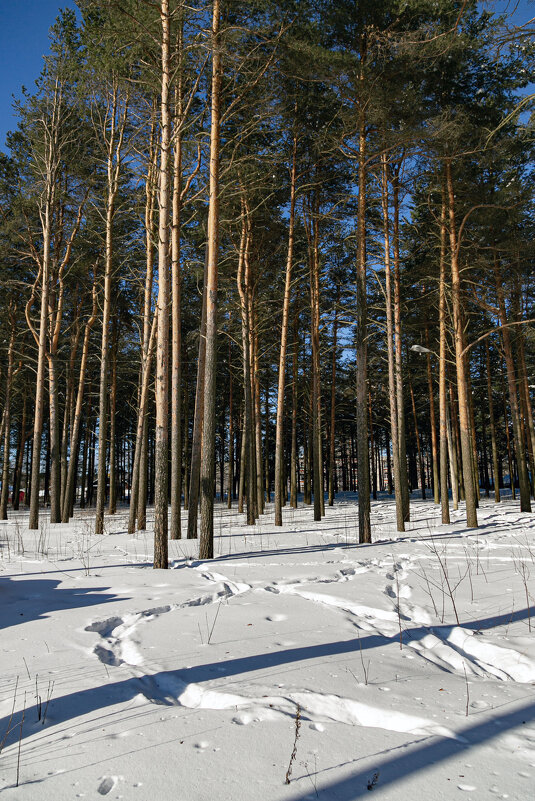 Пора в лес - Александр Силинский Пора в лес - Александр Силинский