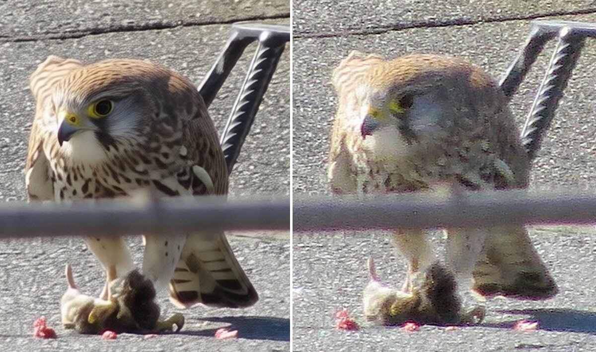 ИИ обработка - Сеня Белгородский