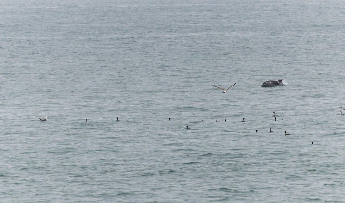 чемги и дельфин. - юрий макаров