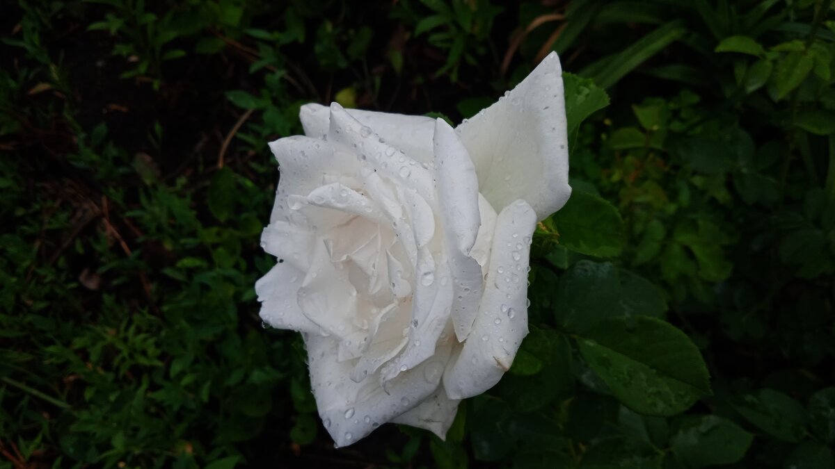 Когда уже очень хочется цветов - Елена Шаламова