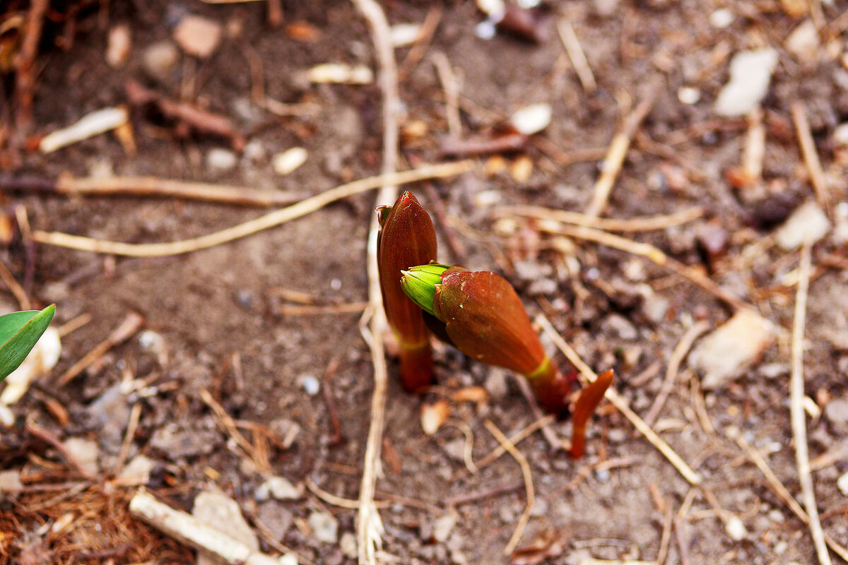 Весна - Юрий Гайворонскiий Весна - Юрий Гайворонскiий