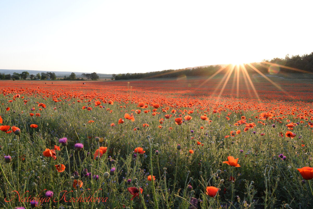 Природа Крыма - Изумительная Космея Природа Крыма - Изумительная Космея