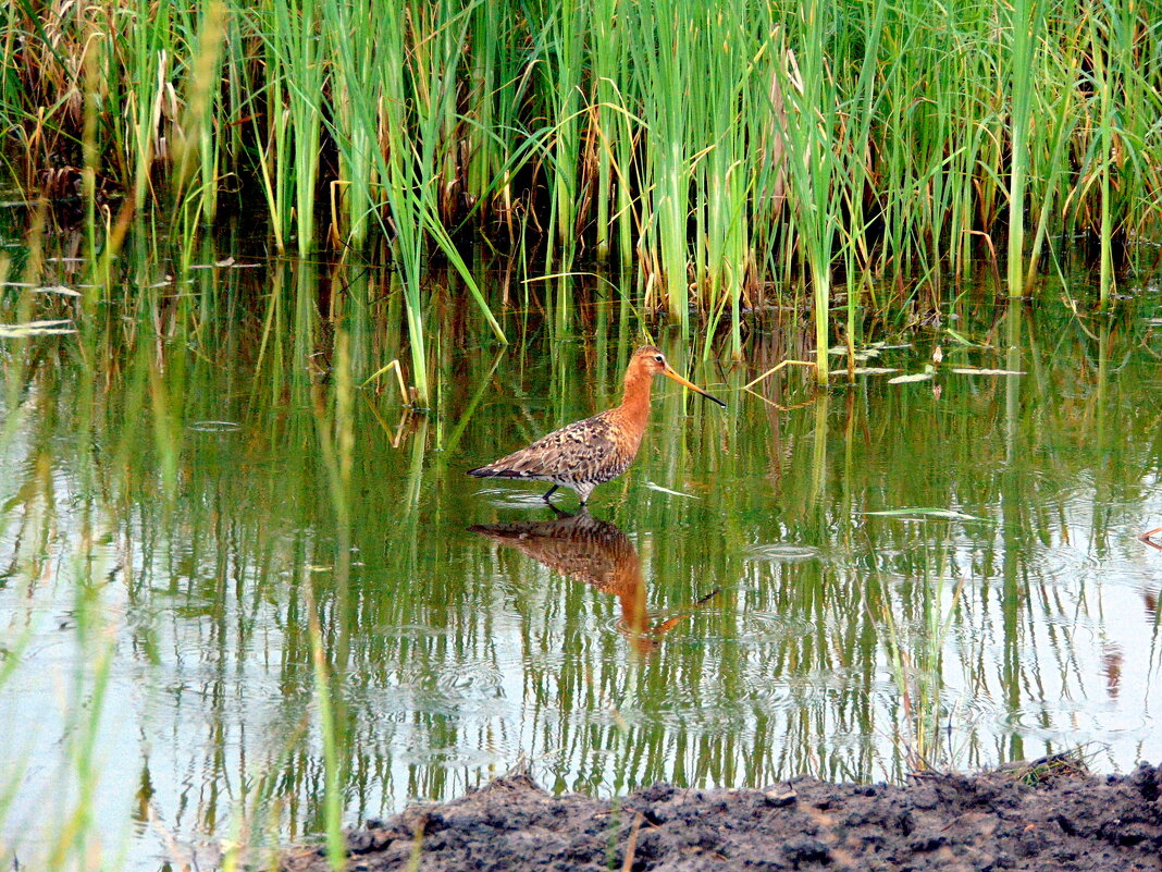 Турухтан . - nadyasilyuk Вознюк Турухтан . - nadyasilyuk Вознюк