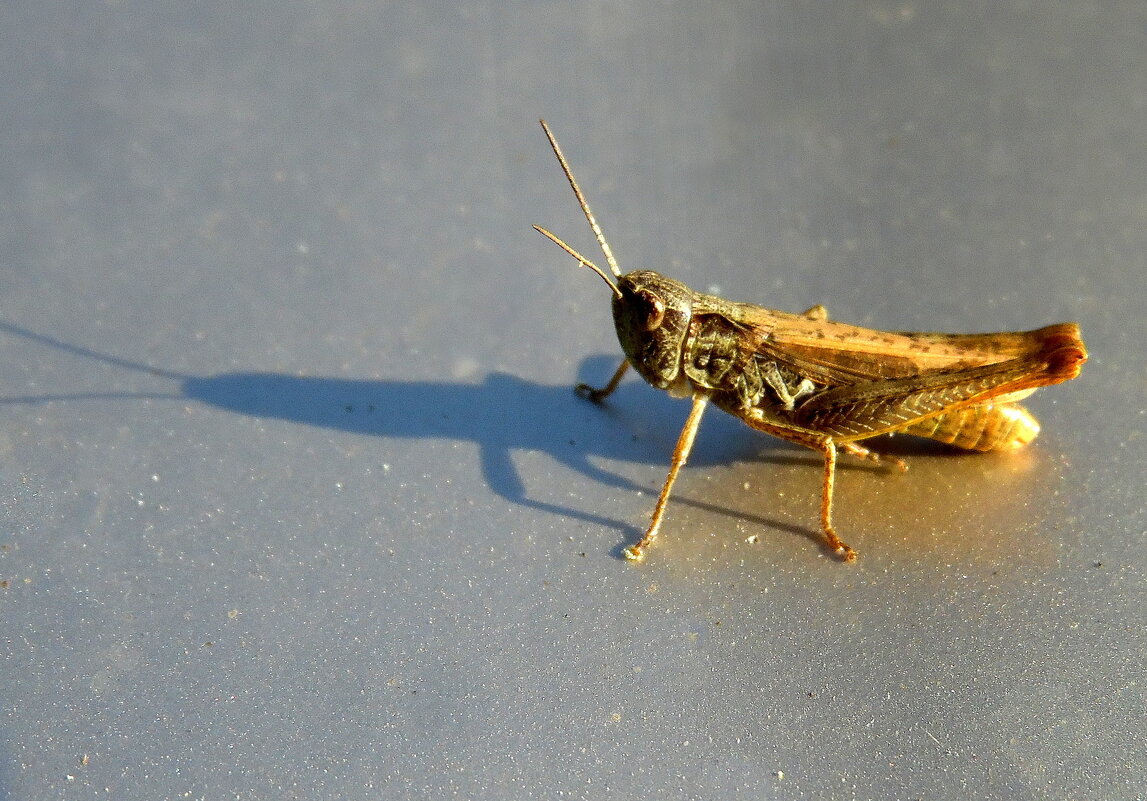 Разговор с тенью. - nadyasilyuk Вознюк Разговор с тенью. - nadyasilyuk Вознюк