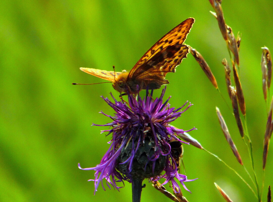 Снимает пробу. - nadyasilyuk Вознюк Снимает пробу. - nadyasilyuk Вознюк