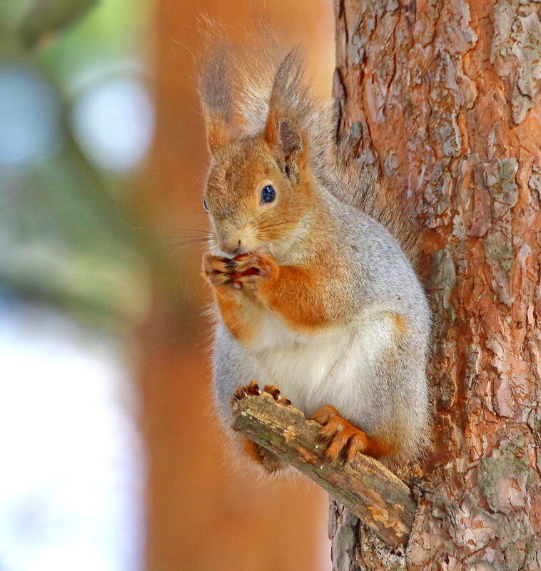 тихий грызун... - Andrey Bragin тихий грызун... - Andrey Bragin