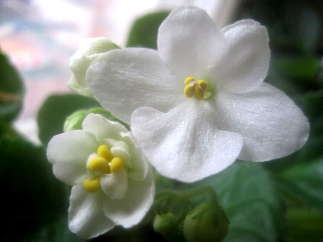 Фиалка - Елена Семигина Фиалка - Елена Семигина