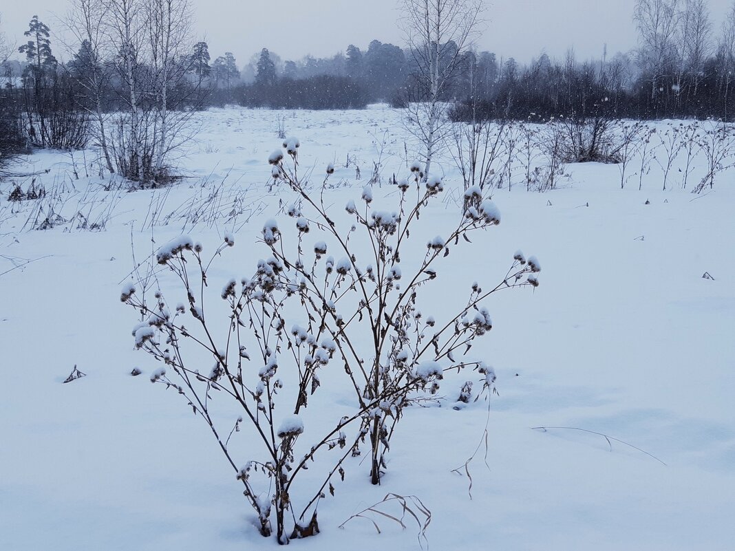 Репейник - Галина Минчук Репейник - Галина Минчук