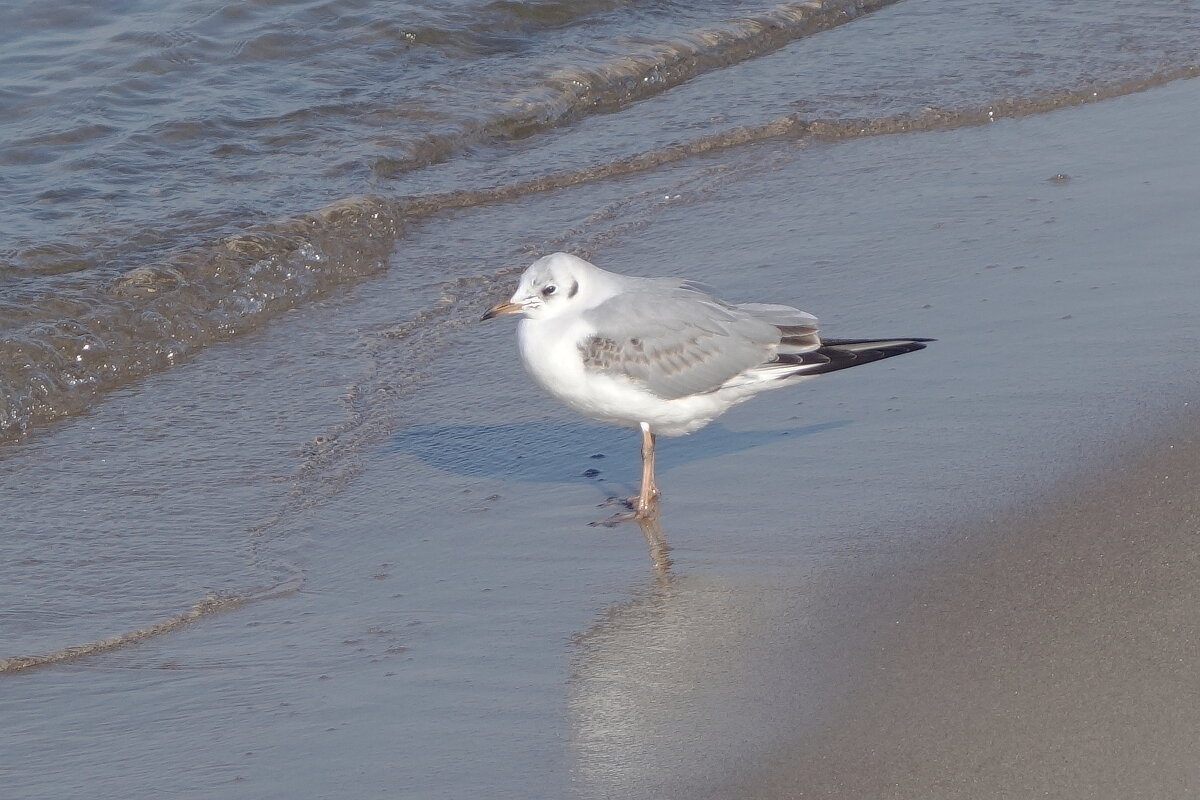 Чайка - Рита Симонова Чайка - Рита Симонова