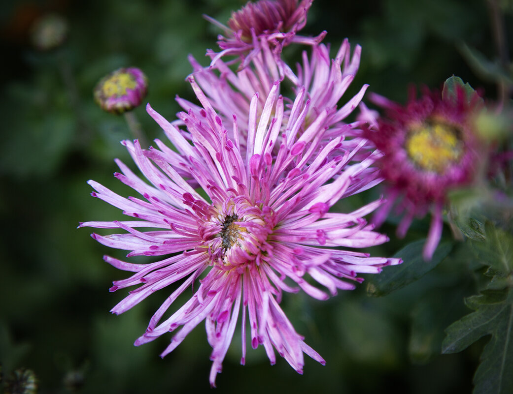 Георгин. - Лилия * Георгин. - Лилия *