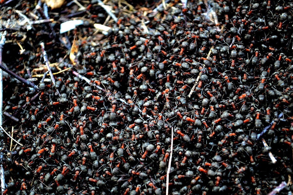 Лесной муравейник. - Михаил Курзанцев