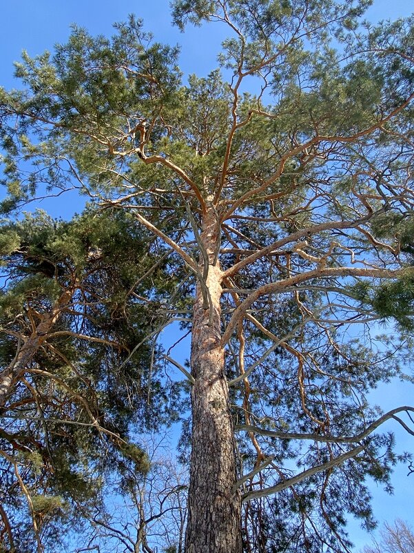 Хитросплетения двухсот летней сосны.. - Алекс Б-в Хитросплетения двухсот летней сосны.. - Алекс Б-в