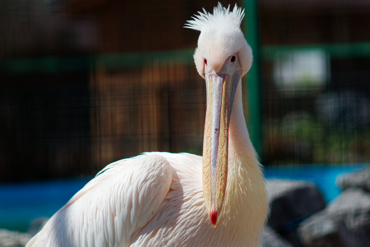 Пеликан - Вячеслав Алтай